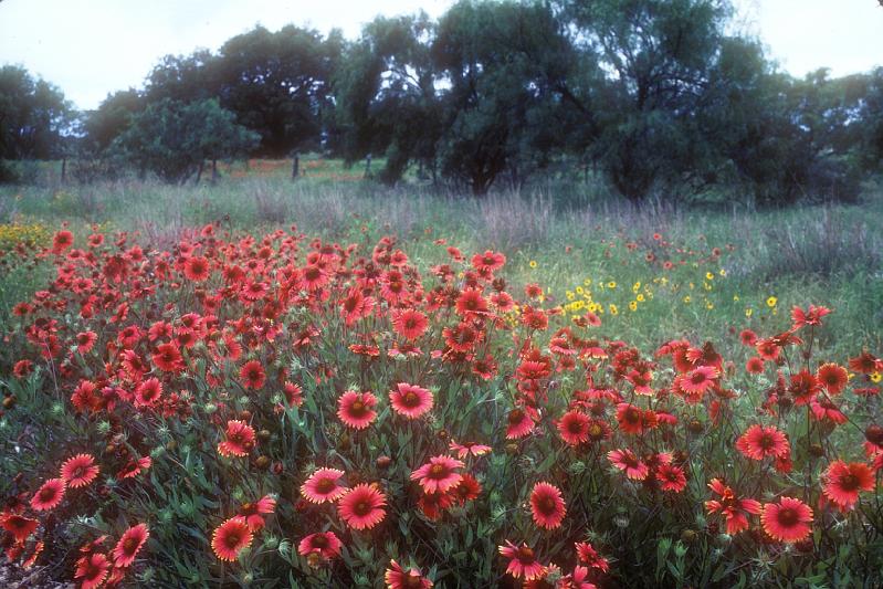 Hill Country Spring Indian Blankets